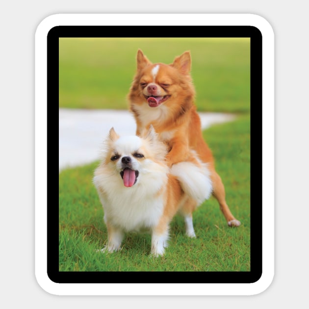 Funny Humping Chihuahua Dogs Gag Gift Prank for Dog & Animal Lovers Sticker by twizzler3b